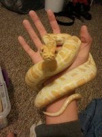 albinoburm.jpg