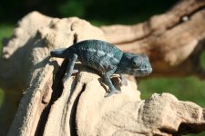 IMG_0005.jpg
