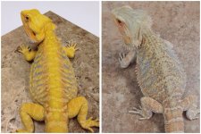 yellow baby parents.jpg