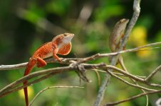 redanole.jpg
