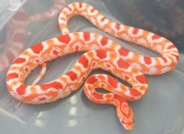 F Albino D  50g.jpg