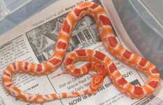 M Albino D  49g.jpg