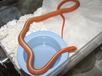 Eastern Albino flame male adult 2.jpg