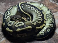 Mojave het Hypo 1.jpg