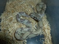 Last Ghost Pos het Albino 001.jpg