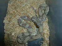 Last Ghost Pos het Albino 002.jpg
