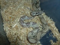 Last Ghost Pos het Albino 003.jpg