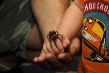 Boy and Spider.jpg