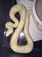snowglow female.jpg
