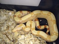 albino 1.jpg