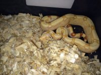 albino 2.jpg