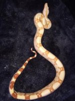 albino jungle.jpg