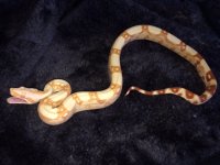 albino jungle 2.jpg