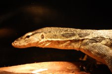 DSC_1129.jpg