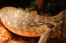 DSC_1132.jpg
