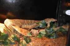 DSC_1085.jpg