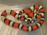 Female tricolor Hondo.jpg