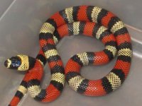 Male tricolor Hondo.jpg