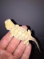 Hypo leather back male 2.JPG