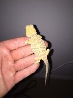 Hypo leather back male 3.JPG