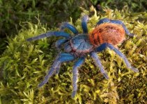greenbottle-blue-tarantula-for-sale.jpg
