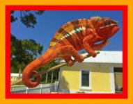 carosni 42433.jpg