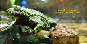 Etsyfrogpond1214 005.jpg