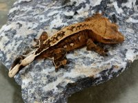 Orange Pinstripe 22g Female pic2.jpg Orange Pinstripe 22g Female pic2.jpg