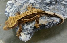 Tank baby 25g Female pic2.jpg Tank baby 25g Female pic2.jpg