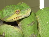 close up head.jpg