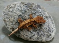 SeaHorse baby 4g US pic2.jpg SeaHorse baby 4g US pic2.jpg