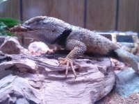 Swift Godzilla 02.jpg