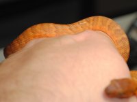 DSC_0021.jpg