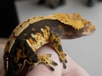 gecko update 010.jpg gecko update 010.jpg