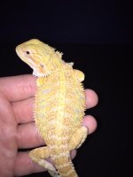 New Citrus Female 2.JPG