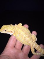 New Citrus Female 3.JPG