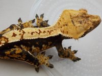 gecko update 017.jpg gecko update 017.jpg