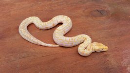 snake burm 14-3.jpg