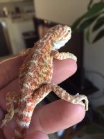Red Female 3.JPG