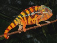 Patchan Sambava.jpg