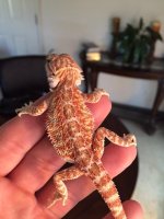 Red Female.JPG