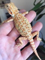 Hypo Leatherback Female.JPG