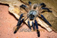 M_balfouri_SAF_800.jpg