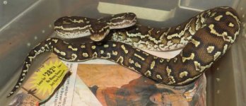 Angolan Male 169g.jpg