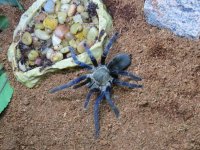 Cobalt Blue Tarantula_2.jpg