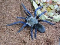 Cobalt Blue Tarantula_3.jpg