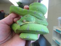 medium GTP held.jpg