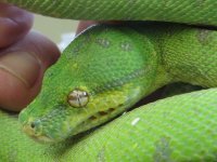 GTP  head.jpg