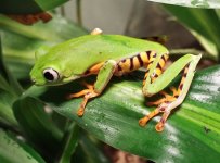 tomo on plant.jpg