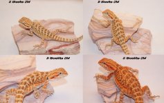 Comparison Collage.jpg